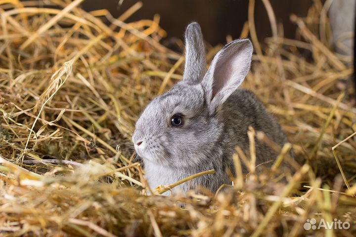 Мясо кролика