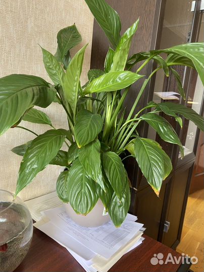 Спатифиллум Свит Чико