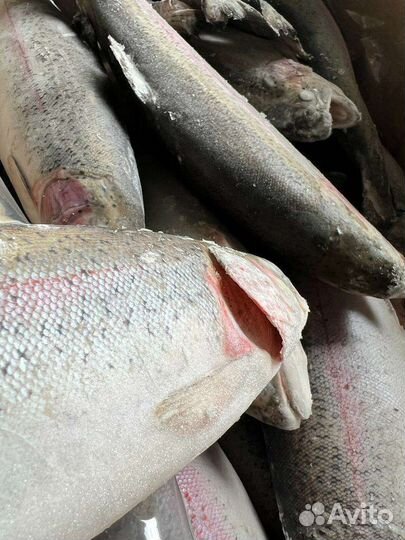 Форель радужная