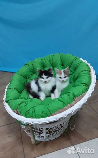 Папасан детский