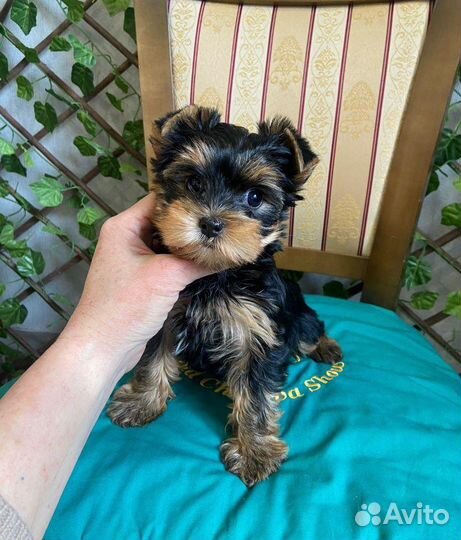 Милые щеночки йорка