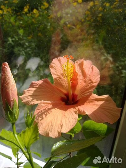 Персиковый гибискус, черенок на срез