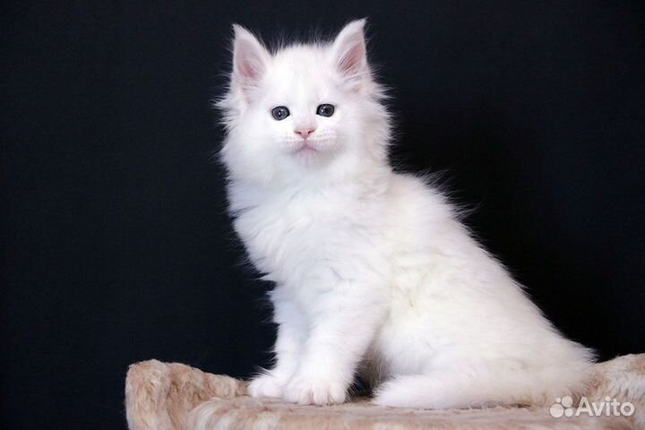 Мейн кун белый солид котик