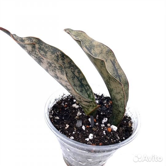 Сансевиерия кирки каньон гранит