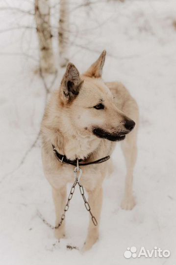 Собака Кисонька