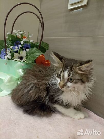 Котенок ищет дом