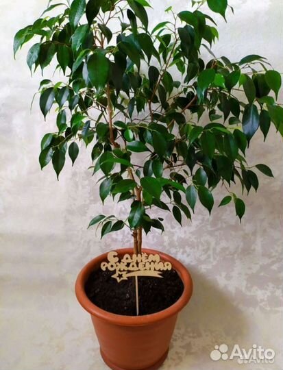 Замиокулькас,Фикус Бенджамин