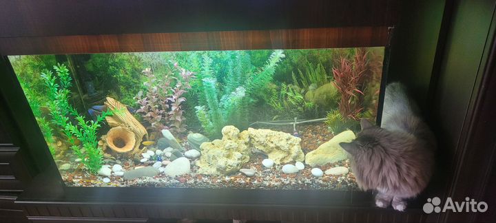 Аквариум с рыбками