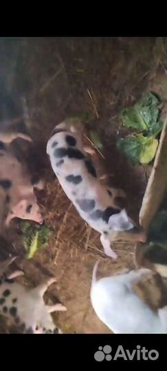 Продам поросят ландрас скрещен с дюрком 2мес