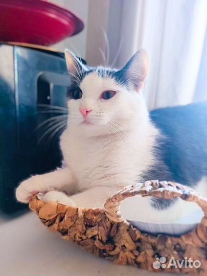 Выкинули котят