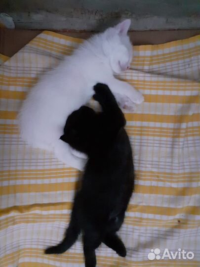 Котята