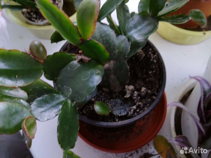 Декабрист красный