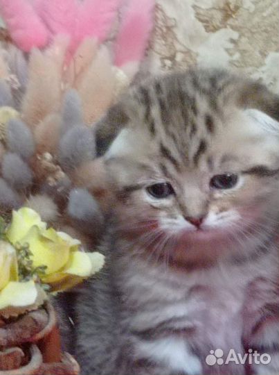 Шотландские котята