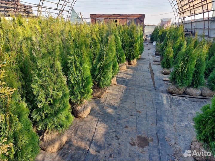 Туя Смарагд 0,8.2,0м Холмструп Брабант Сосна