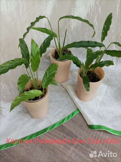 Ктенанте Калатеи Кливия