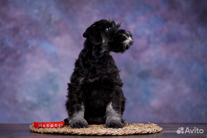 Цвергшнауцер