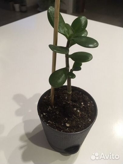 Толстянка, денежное дерево