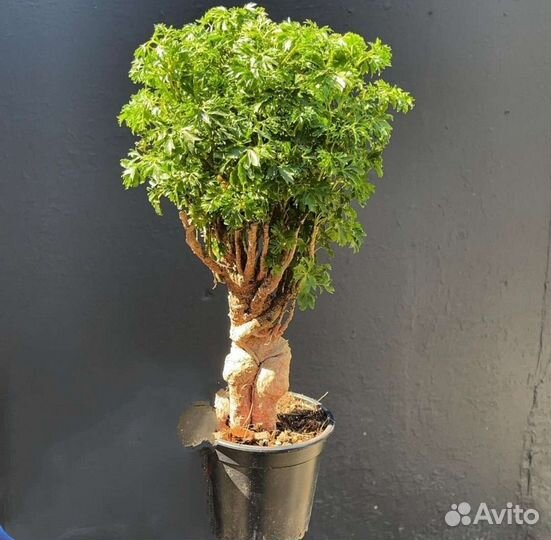 Диффенбахия, Полисциас. Спатифиллум