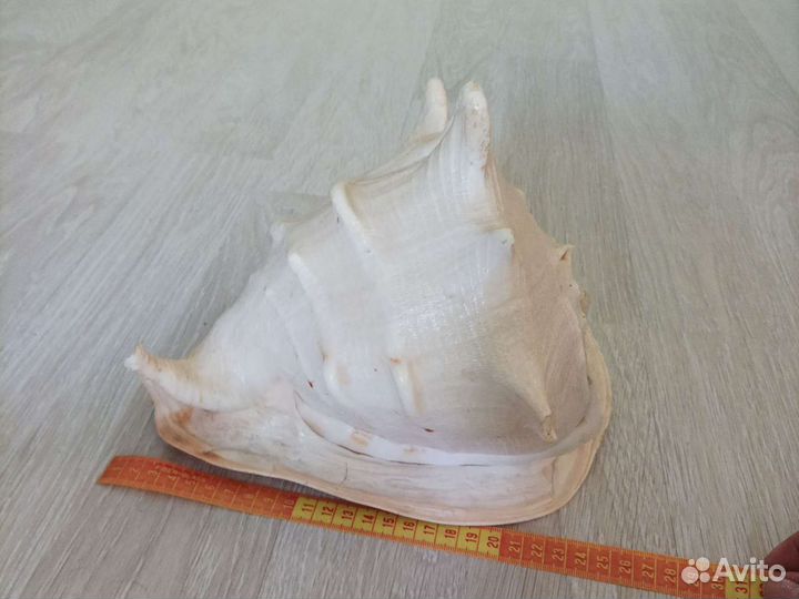 Большая морская раковина