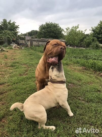 Бордоский дог. вязка