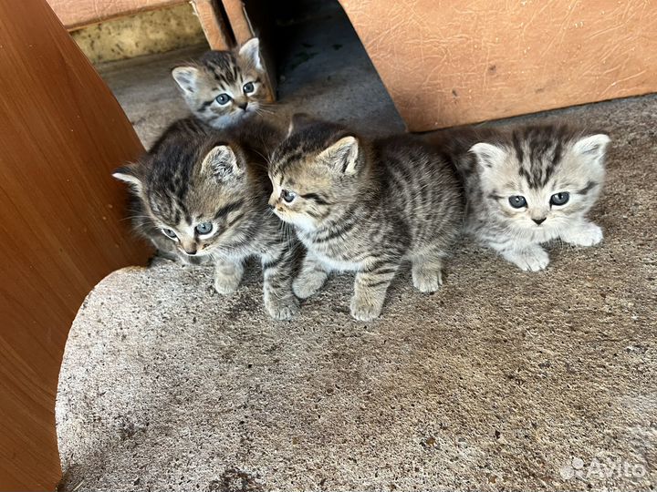 Британские котята