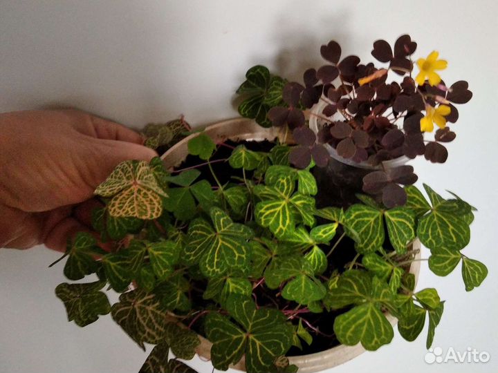 Оксаликсы (кислицы)