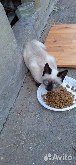 Сиамский котёнок