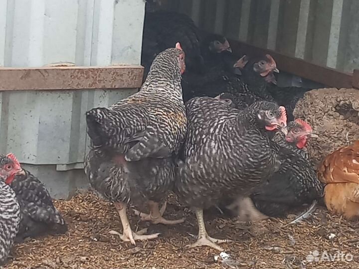 Куры молодки