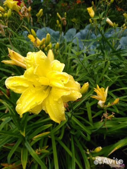 Набор лилейников крупноцветковые