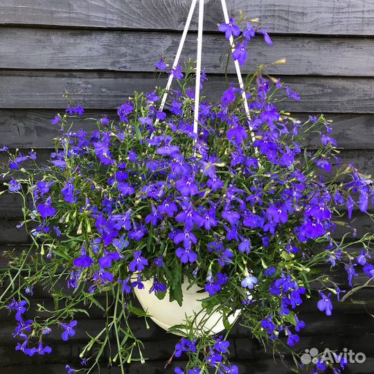 Лобелия в кашпо