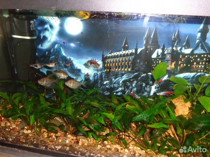 Чистка и уход за аквариумом