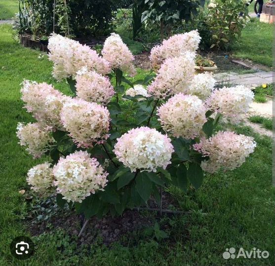 Гортензия метельчатая Фантом