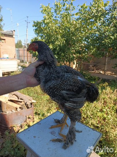 Петушок молодой