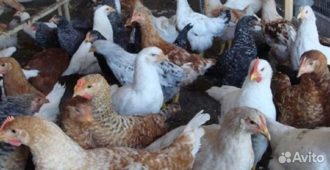 Молодые куры несушки