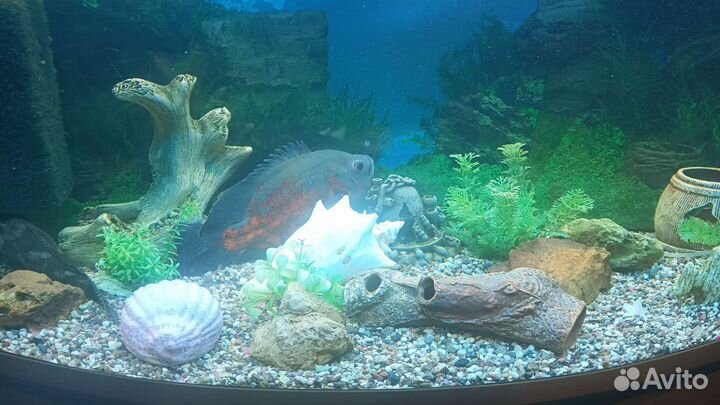 Астронотусы