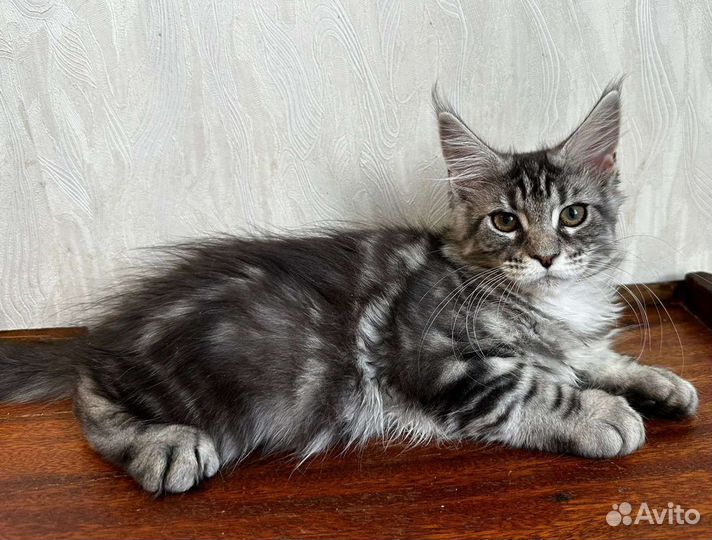 Котята мейн-кун