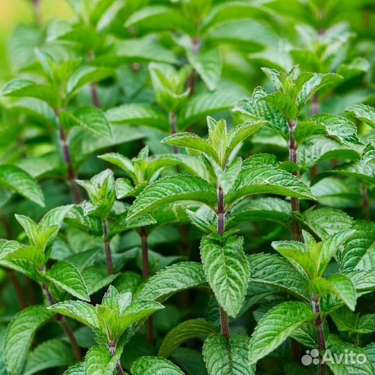 Мята перечная