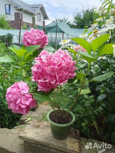 Гортензия крупнолистная в горшке