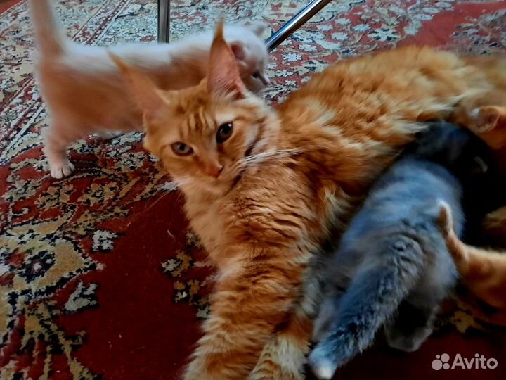 Котята мейн-кун