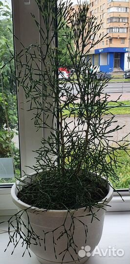 Комнатные растения цветущие хатиора(оленьи рога)