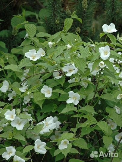 Розовик (родотипус) лазающий, семена