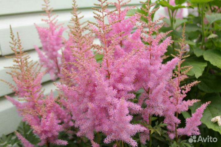 Рассада цветов