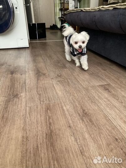 Вязка мальтезе