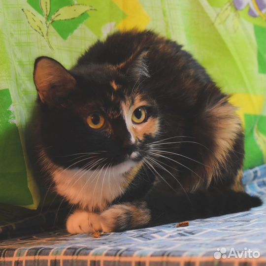 Кошка в дар