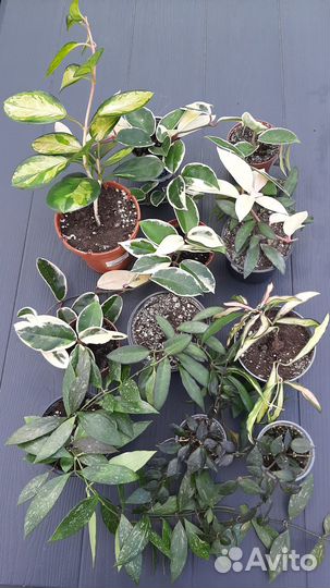 Хойя в ассортименте