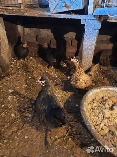 Куры петухи бентамка