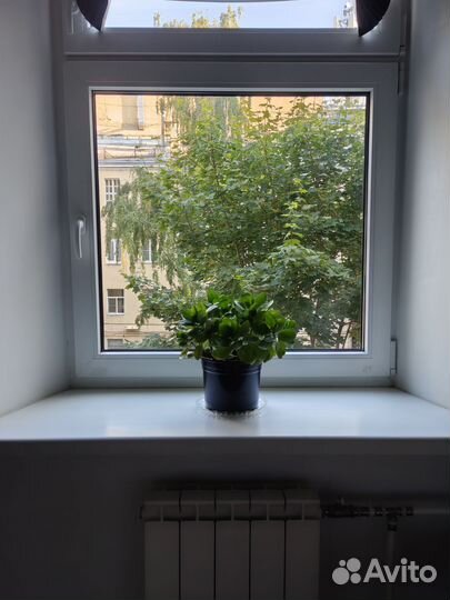 Комнатные цветы каланхоэ