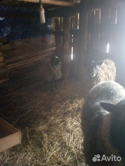 Продам ярочек