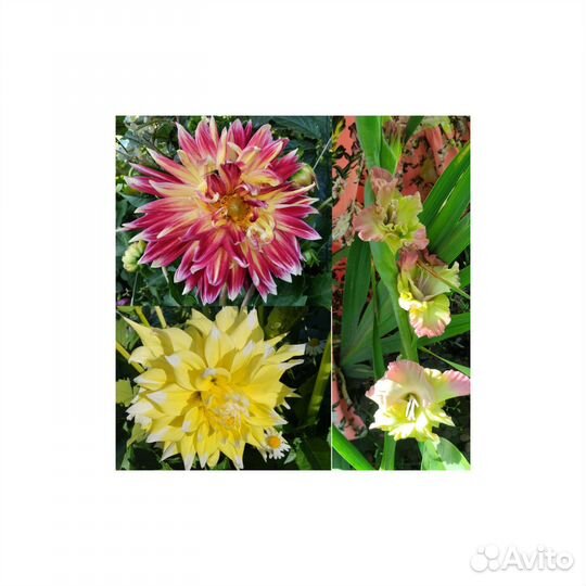 Георгины, Каллы, Цинии, Гладиолусы: клубни, срезка