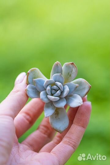 Эхеверия. Суккуленты почтой